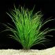 Cyperus Helferi