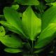 Echinodorus Cordifolius 