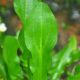 Echinodorus Major
