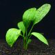 Echinodorus  Ozelot green