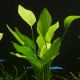 echinodorus palaefolius