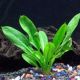 Echinodorus parviflorus
