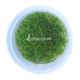 Elocharis parvula “Japanese”(Mini hair grass)