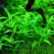 Floscopa cf scandens