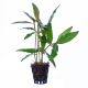 Floscopa cf scandens