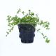 Hemianthus Micranthemoides (Pearl Weed)