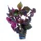 Hemigraphis sp. Pink