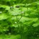 Hydrocotyle tripartita