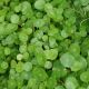 Hydrocotyle verticillata