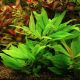 Hygrophila 'Compact'