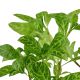 Hygrophila polysperma 'Rosanervig'