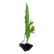 Java Fern