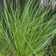 Juncus effusus 'Pencil Grass'