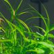 Juncus repens Aquatic Plant