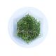 Lilaeopsis brasiliensis - Tissue Culture Aquarium Plant