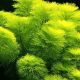 Limnophila Aquatica - Giant Green