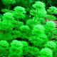 Limnophila aquatica 'Dwarf'