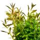 Limnophila aromatica 