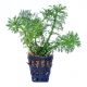 Limnophila Indica Yellow