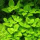 Limnophila Rugosa
