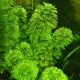 Limnophila sessiliflora