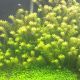 Limnophila Sp. Shaggy