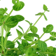 Lindernia Rotundifolia 'Variegated'