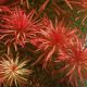Ludwigia inclinata 'Meta' - Tissue Cultured Aquarium Plant