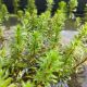 Ludwigia inclinata 'Meta'