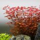 Ludwigia palustris 