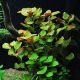 Ludwigia repens