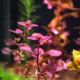 Ludwigia sp 'Mini Super Red