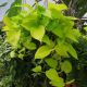 Money Plant