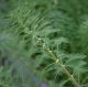 Myriophyllum aquaticum