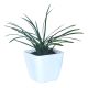 Ophiopogon Japonicus (Dwarf LilyturfMondo Grass)