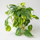 Philodendron Brasil Plant