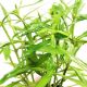 Pogostemon Stellatus