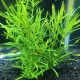 Pogostemon stellatus