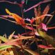 Polygonum sp. “Pink