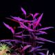 Polygonum sp. 