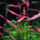 Polygonum sp. 'Sao Paulo