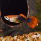 Red Tuxedo Guppy