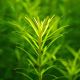 rotala nanjenshan - Tissue culture Aquatic Plant