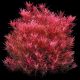 Rotala rotundifolia 'Blood red' (SG) - Tissue Culture Aquatic Plant