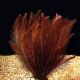 Rotala Wallichii 'Mexicana'