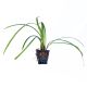 Sagittaria sp Narrow leaf