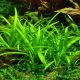 Sagittaria subulata