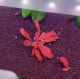 Samolus parviflorus 'Red'