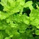 Shinnersia Rivularis 