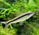 Siamese Algae Eater